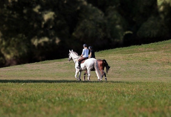 cavaliers- chevaux